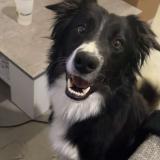 Picture of dog lost at Cahors