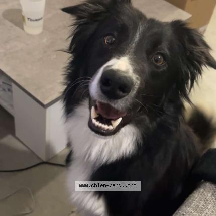 Photo 1/1 Visky Chien lost in Cahors