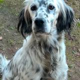 Picture of dog lost at Saubrigues