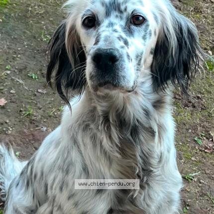 Photo 1/1 Nika Chien lost in Saubrigues