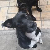 Picture of dog lost at La Teste De Buch