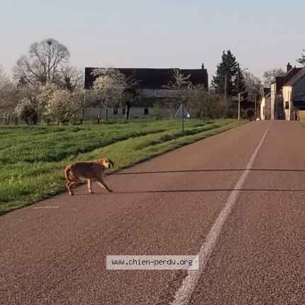 Photo 1/1 Found dog Found in Jully