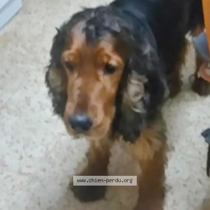 Foto 1/1 Hond teruggevonden Vermist in Anthisnes