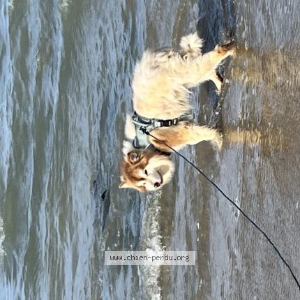 Photo 1/1 Uky Chien lost in Ploufragan