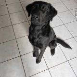 Picture of dog lost at Fougerolle Du Plessis