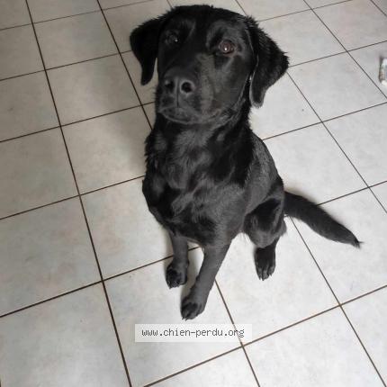 Photo 1/1 Athena Chien lost in Fougerolle du plessis