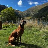 Picture of dog lost at Salindres