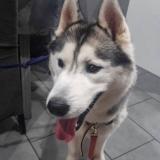 Picture of dog lost at Bagnols Sur Ceze