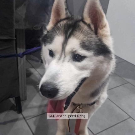 Photo 1/1 TAISKY Chien lost in Bagnols sur ceze