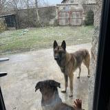 Picture of dog lost at La Chaulme