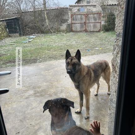 Photo 1/1 Tito Chien lost in La chaulme