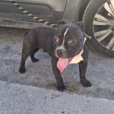 Picture of dog found at Roubaix