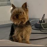 Picture of dog lost at Lunel