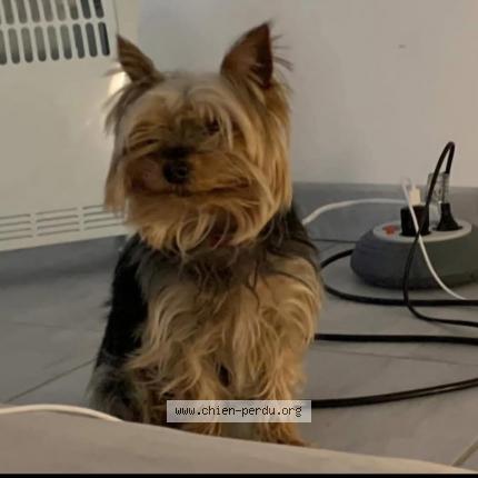 Photo 1/2 Nike VOLE Chien lost in Lunel