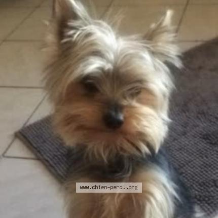 Photo 2/2 Nike VOLE Chien lost in Lunel