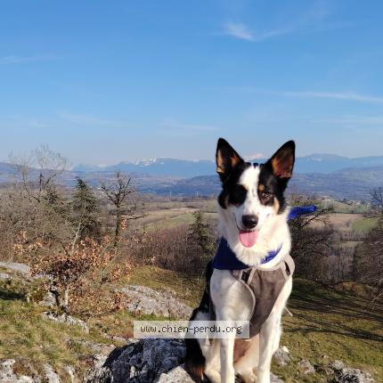 Photo 1/1 Tipi Chien lost in St cassin