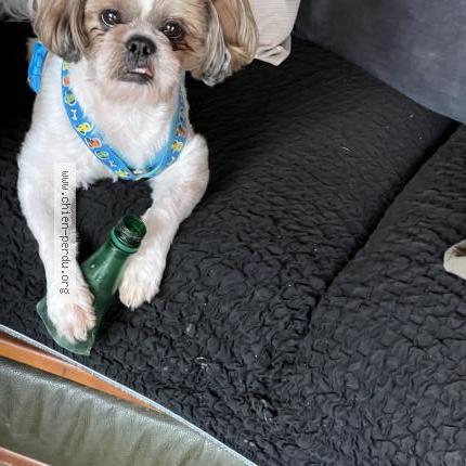 Photo 1/1 Found dog Found in Marmande