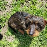 Picture of dog lost at Chateauneuf Du Pape