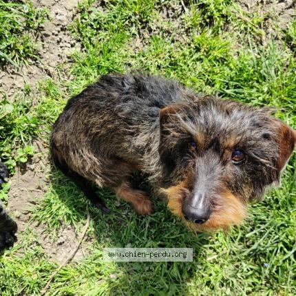 Photo 1/1 New Chien lost in Chateauneuf du pape