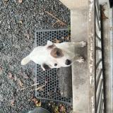 Picture of dog lost at Sainte Anne Sur Brivet