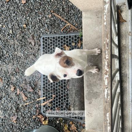 Photo 1/1 Ricksy Chien lost in Sainte anne sur brivet