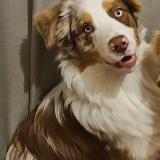 Picture of dog lost at Gonfreville L Orcher