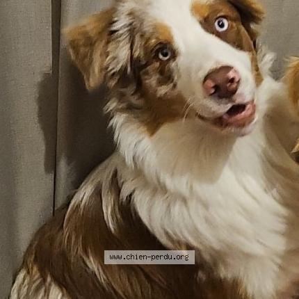 Photo 1/1 Viko Chien lost in Gonfreville l orcher