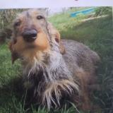 Picture of dog lost at Pillac