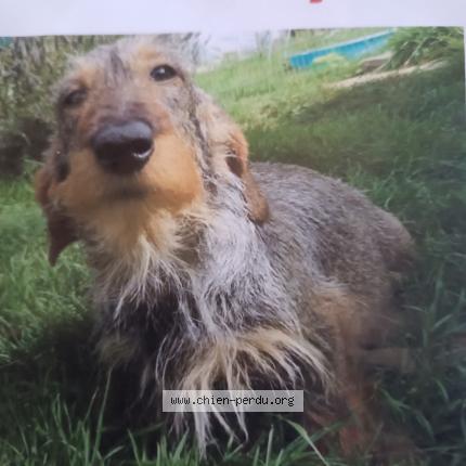 Photo 1/1 Ruby Chien lost in Pillac