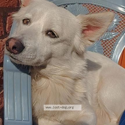 Photo 1/1 Cuddle Chien lost in Lahore