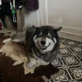 Picture of dog lost at Begle