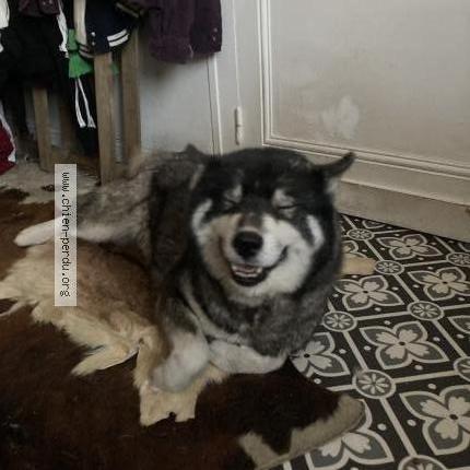 Photo 1/1 Orien Chien lost in Begle