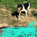 Picture of dog lost at Auros