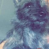 Picture of dog lost at Lallaing