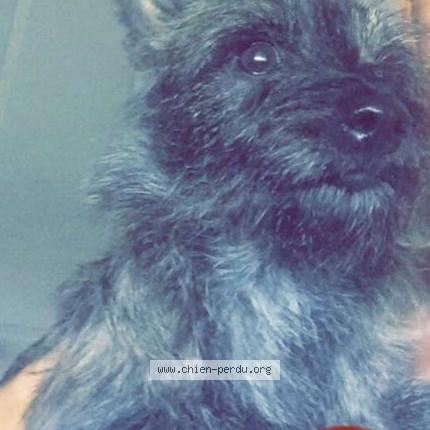 Photo 1/1 Poupie Chien lost in Lallaing