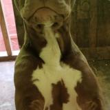 Picture of dog lost at La Serena