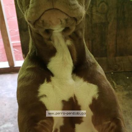 Photo 1/1 Ares Chien lost in La serena