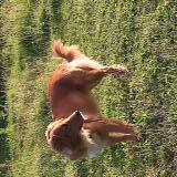 Picture of dog lost at Cercoux