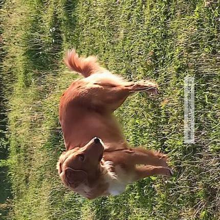 Photo 1/1 Ricard Chien lost in Cercoux