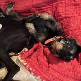 Picture of dog lost at Saint Nizier Le Desert