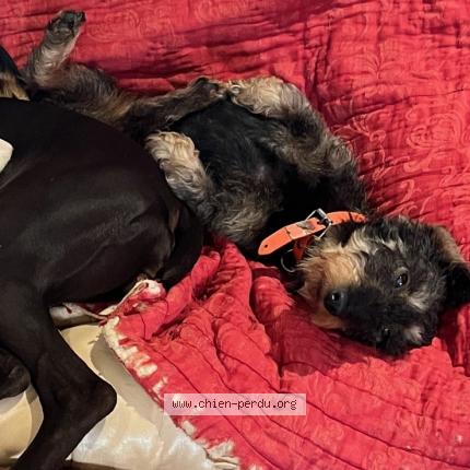 Photo 1/1 Mirta Chien lost in Saint nizier le desert