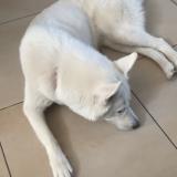 Picture of dog lost at Steenvoorde