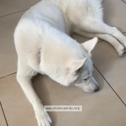 Photo 1/1 Steela Chien lost in Steenvoorde