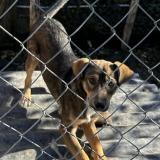 Picture of dog lost at Montlieu La Garde