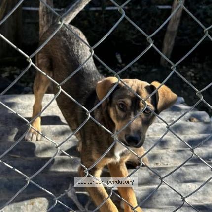 Photo 1/1 Loulou Chien lost in Montlieu la garde