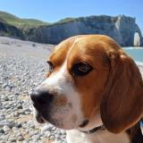 Picture of dog lost at Mont Saint Aignan