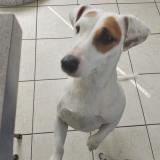 Picture of dog lost at Roanne