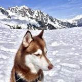 Picture of dog lost at Boulogne Billancourt