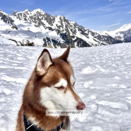Photo 1/1 Kinder Chien lost in Boulogne billancourt