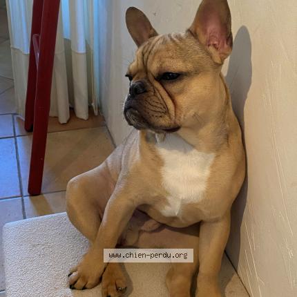 Photo 1/1 PACO Chien lost in Corbarieu